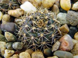 Frailea caveraensis HU 298