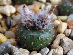 Frailea deminuta