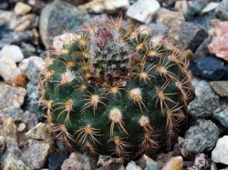 Frailea pumila P 401