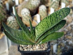 Gasteria pillansii