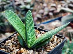 Gasteria pillansii