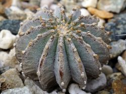 Geohintonia mexicana PP 223