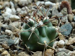 Glandulicactus uncinatus SB 718