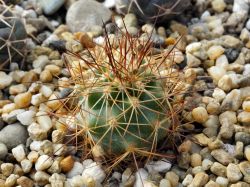Gymnocactus aguirreanus MZ 396