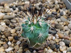 Gymnocactus gielsdorfianus RS 1177A
