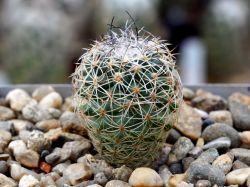 Gymnocactus saueri v. verduzcoi MZ 656