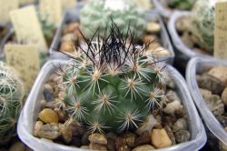 Gymnocactus viereckii L 1159
