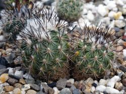Gymnocactus viereckii L 1159 Двухголовый