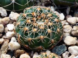 Gymnocalycium calochlorum VG 978