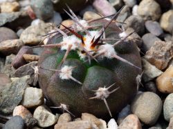 Gymnocalycium mazanense