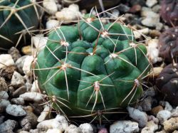 Gymnocalycium robustum LB 4661