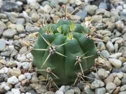 Gymnocalycium achirasense VG 018