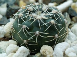 Gymnocalycium amerhauseri GN 1044/3700
