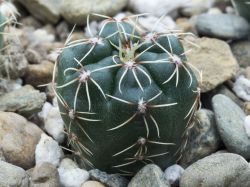 Gymnocalycium amerhauseri VG 528