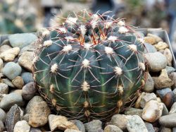 Gymnocalycium amerhauseri v. altagraciense VG 484