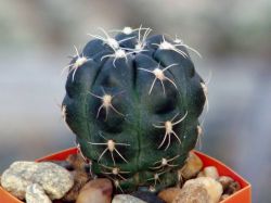 Gymnocalycium andreae P 213