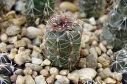 Gymnocalycium carolinense GN 273-880