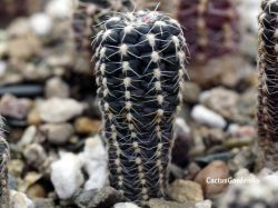 Gymnocalycium andreae ssp. fechserii P 378