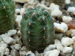 Gymnocalycium andreae v. grandiflorum VG 833