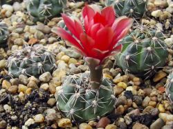 Gymnocalycium baldianum P 127