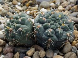 Gymnocalycium baldianum VG 071 Двухголовый