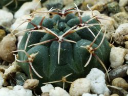 Gymnocalycium baldianum VG 183