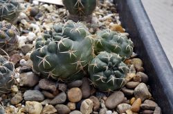 Gymnocalycium baldianum VG 563 Трёхголовый
