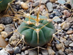 Gymnocalycium bayrianum VG 1290