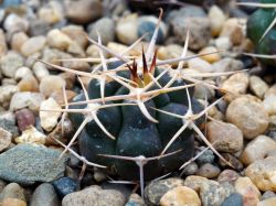 Gymnocalycium bicolor P 116