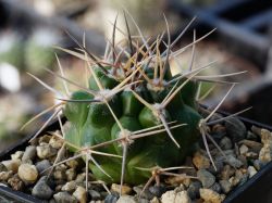 Gymnocalycium bicolor P 116