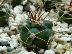 Gymnocalycium bicolor VG 063