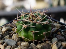 Gymnocalycium bicolor VG 063