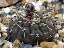 Gymnocalycium bodenbenderianum VG 248