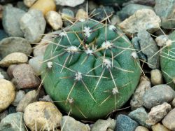Gymnocalycium borthii GN 1075/3935