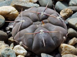 Gymnocalycium borthii ssp. nogolense VG 012