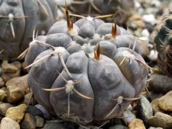 Gymnocalycium borthii ssp. nogolense VG 012