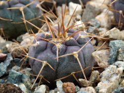 Gymnocalycium borthii ssp. nogolense VG 411/1