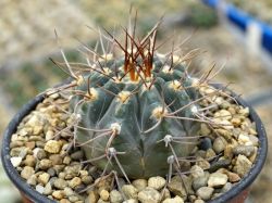 Gymnocalycium bozsingianum P 205