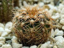 Gymnocalycium bruchii ssp. melojeri VG 272