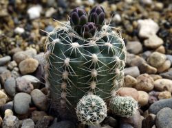Gymnocalycium bruchii ssp. deminii VG 1176
