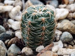 Gymnocalycium bruchii ssp. elegans HGR 05-78