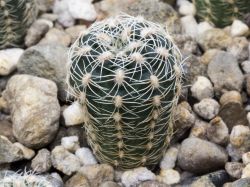 Gymnocalycium bruchii ssp. lafaldense VG 335