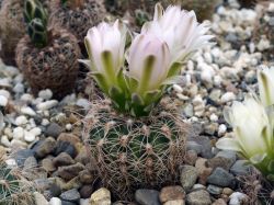 Gymnocalycium bruchii ssp. melojeri VG 272