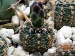 Gymnocalycium bruchii ssp. melojeri f. rubroalabastrum VG 1466