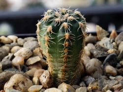 Gymnocalycium bruchii ssp. matznetteri P 214