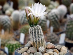 Gymnocalycium bruchii v. niveum VG 341