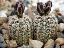Gymnocalycium bruchii v. niveum VG 536 Двухголовый