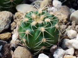 Gymnocalycium capillaense VG 1473