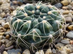 Gymnocalycium capillaense VG 981