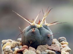 Gymnocalycium cardenasianum